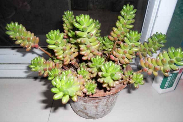 虹之玉和玉米石的區(qū)別，高度、花朵、習性、分布不同