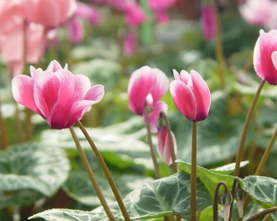 仙客來怎么養(yǎng)，仙客來的養(yǎng)殖方法和注意事項