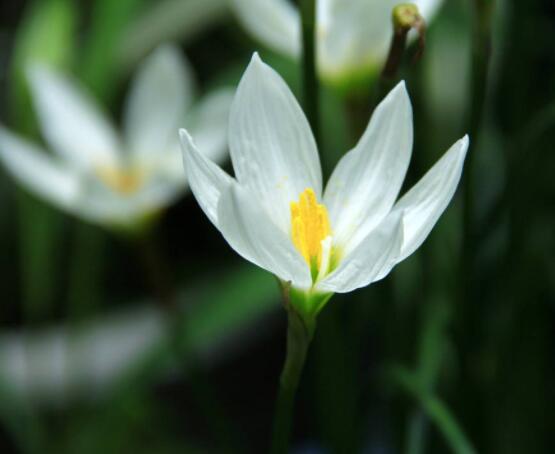水仙花水培養(yǎng)殖方法，教你三種簡(jiǎn)單可行的方法