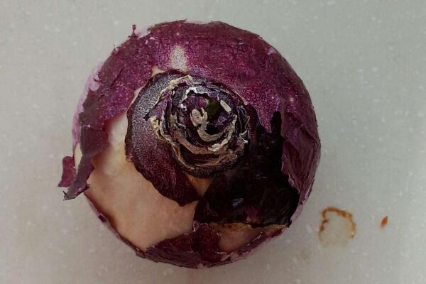 風(fēng)信子花謝了怎么處理，花謝了不要丟、保留種球來年還可以開花