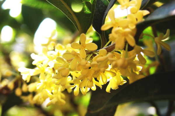 桂花什么時候開，每年9月到10月上旬