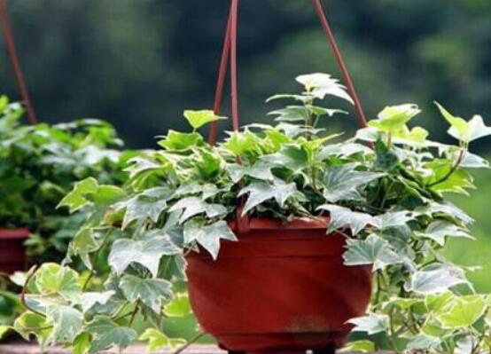 常春藤怎么養(yǎng)長(zhǎng)得壯，只需要做好五個(gè)要點(diǎn)即可