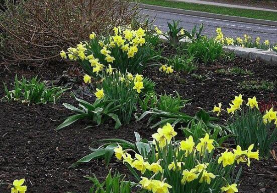洋水仙土培好還是水培好，土培存活率高、水培易爛根