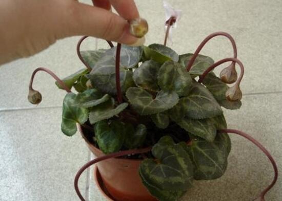 仙客來(lái)種子圖片，仙客來(lái)種子怎么種