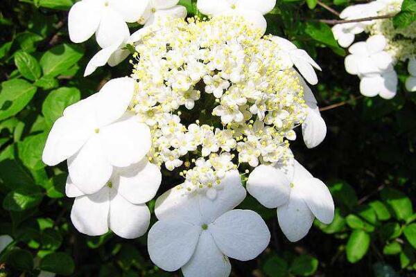 瓊花和繡球花的區(qū)別，最大的區(qū)別就是科屬不同