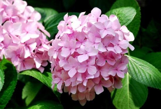 繡球花可以水培嗎，繡球花怎么在花瓶里養(yǎng)