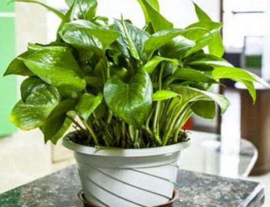 綠蘿的風(fēng)水作用有哪些，綠蘿的功效與作用