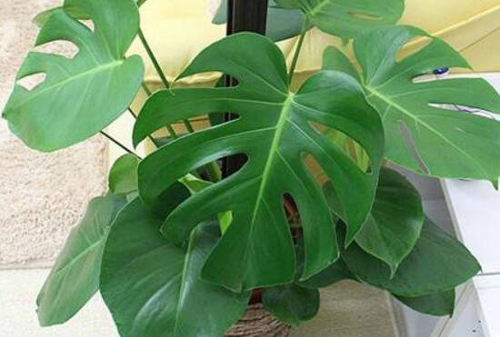 龜背竹怎么養(yǎng)，龜背竹養(yǎng)殖方法