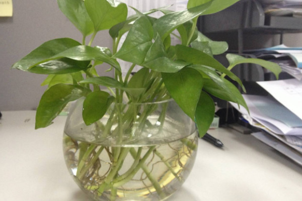 水培綠蘿葉子發(fā)黃怎么辦，勤換水控光溫