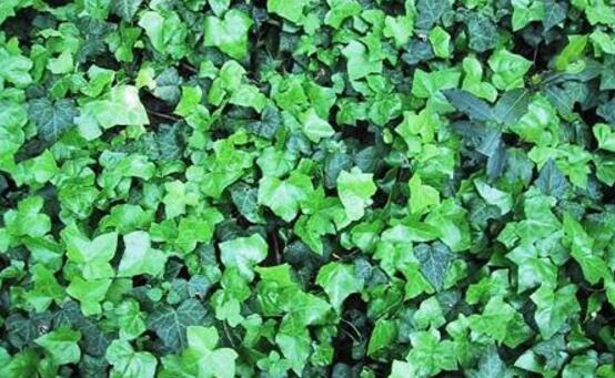 常春藤夏季怎么養(yǎng)，“土肥防曬忌寒”記住六字訣就夠了