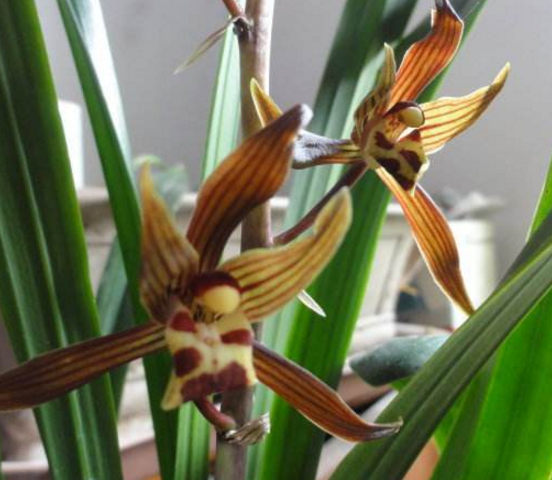 蘭花什么時候開花，不同品種開花時間不盡相同