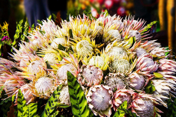 帝王花花語是什么，勝利/圓滿/富貴吉祥