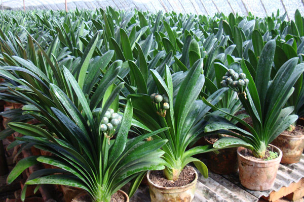 怎樣給君子蘭施肥，過度施肥會造成植株爛根或焦枯