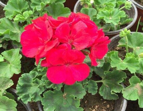 盆栽康乃馨怎么澆水，康乃馨多久澆一次水