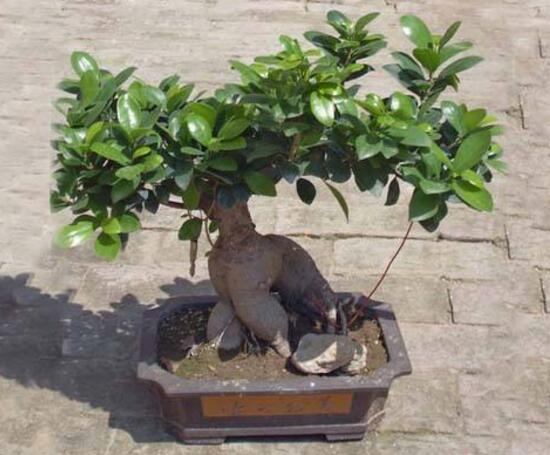 榕樹盆景冬天怎么養(yǎng)，盆景榕樹冬季注意事項(xiàng)