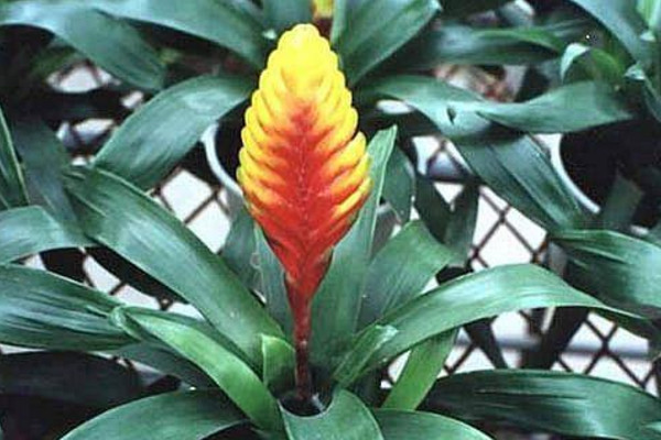 一頂紅怎么養(yǎng)