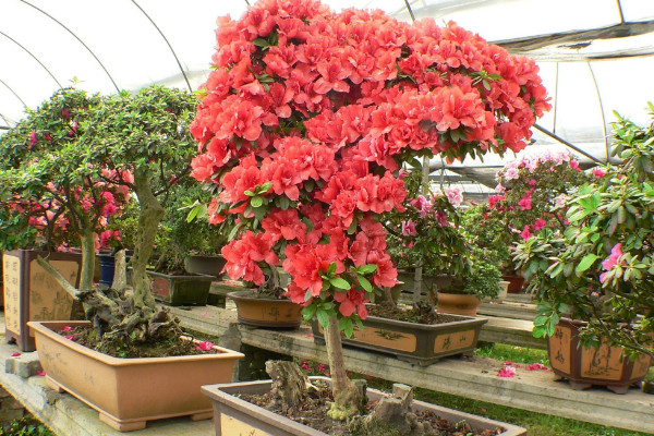 杜鵑花怎么修剪，花期前后疏葉剪殘花