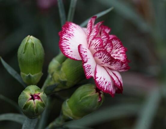 康乃馨能過(guò)冬嗎，掌握六個(gè)要點(diǎn)可安然過(guò)冬