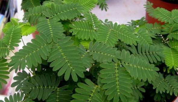 含羞草怎么養(yǎng)才活的久，要對(duì)它進(jìn)行人工繁殖才行