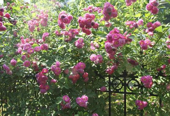 薔薇花的種植方法，盤點薔薇花七大種植方法