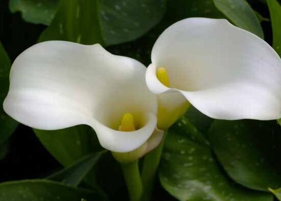 馬蹄蓮有毒嗎，馬蹄蓮適合室內(nèi)養(yǎng)嗎/有毒但可以養(yǎng)殖