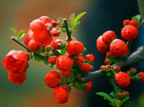 海棠花風(fēng)水寓意，金玉滿堂、富貴迎春