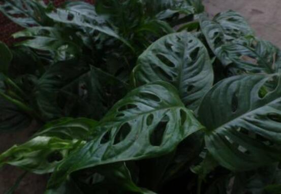 小龜背竹有毒嗎，毒性較輕/避免接觸汁液即可