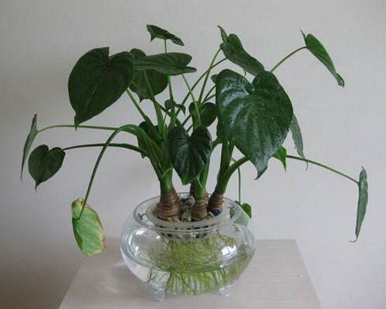 滴水觀音怎么繁殖，滴水觀音扦插繁殖圖解