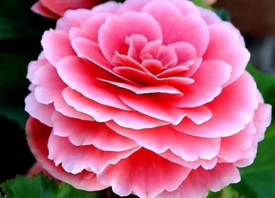 家里為什么不能養(yǎng)海棠花，迷信斷腸花傳說(shuō)/忌干花養(yǎng)殖(財(cái)運(yùn)不濟(jì))