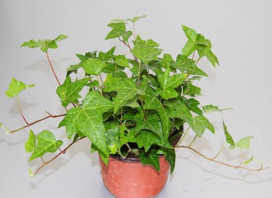 常春藤怎么繁殖，常春藤的扦插方法