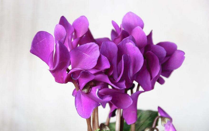 仙客來球莖爛還能活嗎，可以活/但是要注意這3個(gè)方面