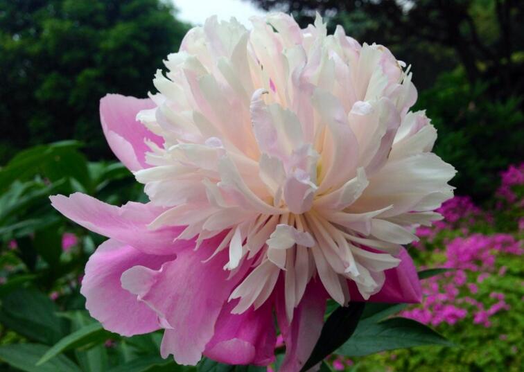 芍藥花的花語是什么，代表著難舍難分的寓意