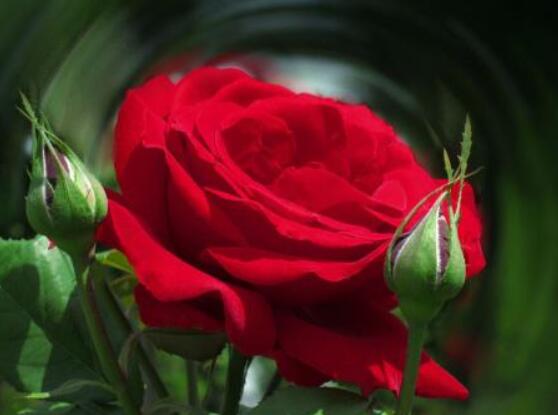 月季花種子怎么種，教你四種方法存活率百分百