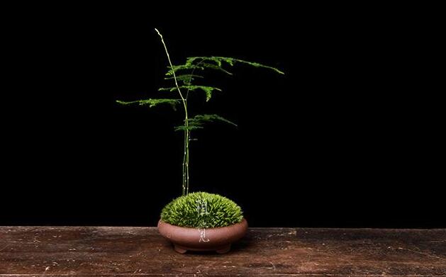 文竹長(zhǎng)得慢怎么辦， 四種問題在作怪