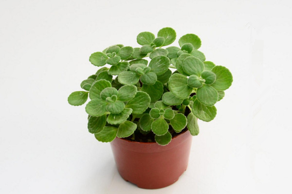 碰碰香怎么過(guò)冬，入室保溫并加強(qiáng)光照