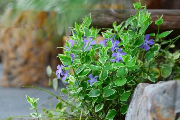 耐陰爬藤植物有哪些