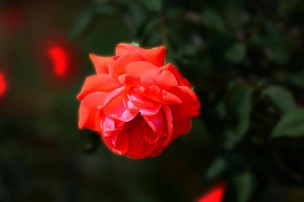 盆栽玫瑰花蔫了怎么辦，供給養(yǎng)分/提升室溫等等