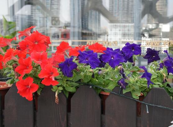 牽?；ǖ奶攸c(diǎn)有哪些，細(xì)數(shù)牽牛花六大特點(diǎn)