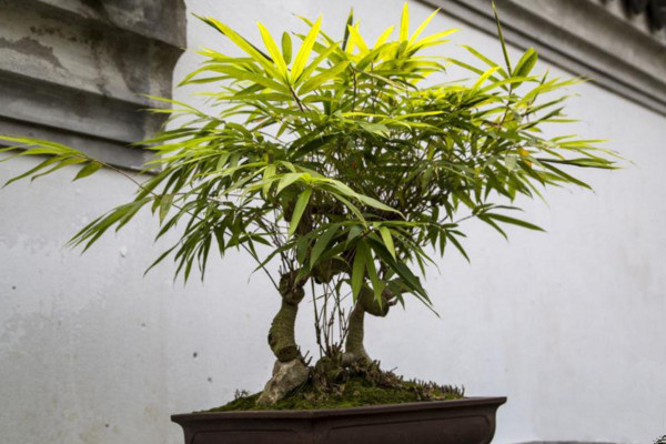 室內(nèi)竹子的養(yǎng)法