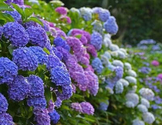 臭繡球花的養(yǎng)殖方法和注意事項，臭繡球花八大養(yǎng)殖基本方法