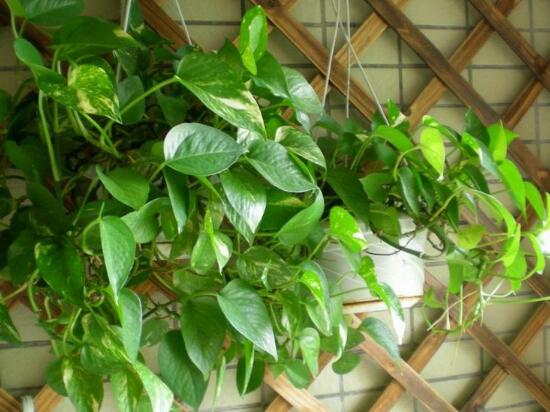 綠蘿的風(fēng)水作用有哪些，綠蘿的功效與作用