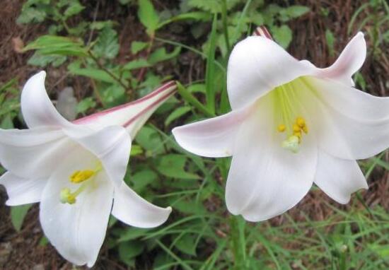 百合花為什么根爛，百合花爛根怎么辦/修根重新栽培