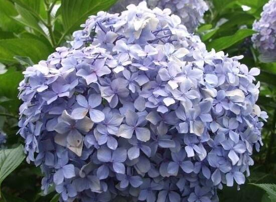 繡球花怎么修剪，繡球花的修剪方法圖解