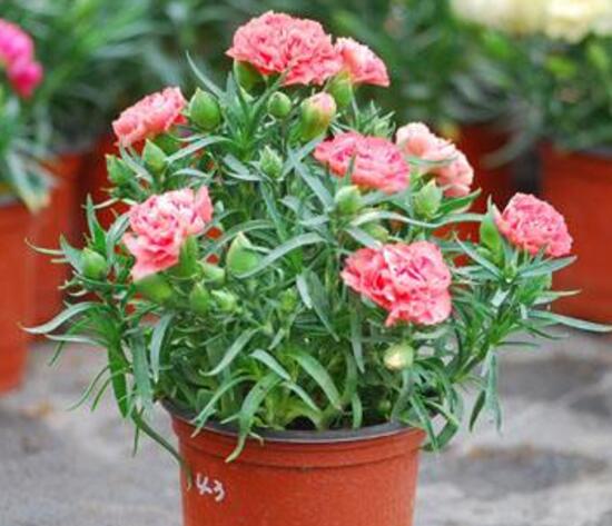 盆栽康乃馨怎么施肥，康乃馨施什么肥料好