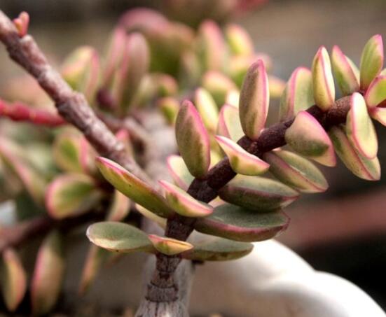 雅樂之舞的養(yǎng)殖方法和注意事項，老農(nóng)總結(jié)最實用八大養(yǎng)殖方法