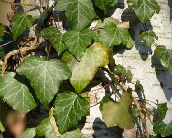 常春藤扦插步驟圖解，老農(nóng)總結(jié)六點最最簡易的基本步驟