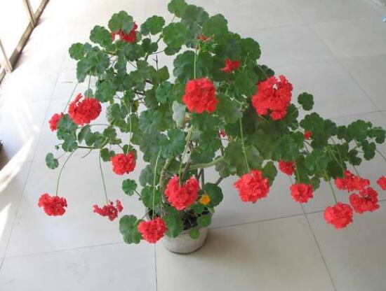 天竺葵品種大全，細(xì)數(shù)天竺葵七大品種