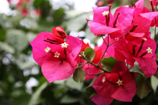 三角梅葉子一碰就掉怎么辦，可控制施肥提高溫度