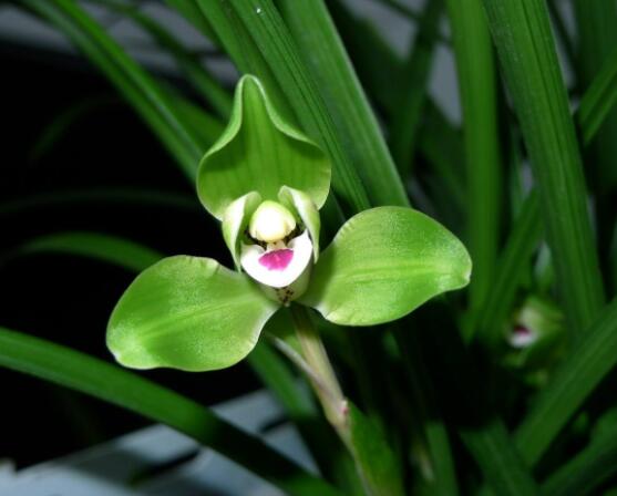 蘭花哪個(gè)品種最好，素冠荷鼎天價(jià)難買(鎮(zhèn)園之寶)