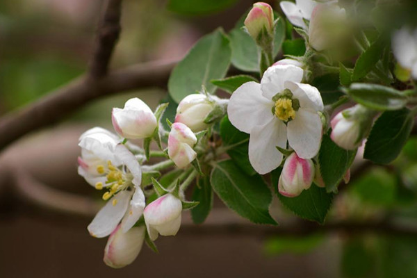 果樹(shù)花期防凍的最佳方法